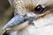 Laughing Kookaburra (Dacelo novaeguineae)